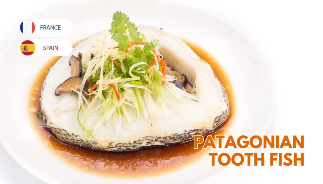 Patagonian Toothfish